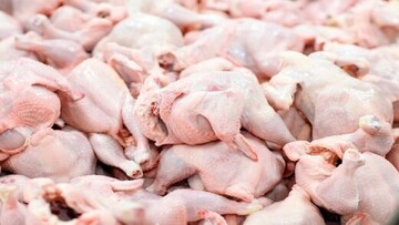 قیمت مرغ زنده با ارز نیمایی کیلویی ۴۵ هزار تومان تمام می‌شود