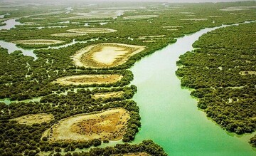 تغییر اقلیم چه بلایی سر جنگل‌ها می‌آورد؟