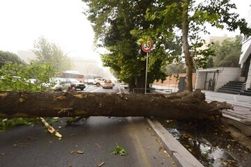 هشدار سقوط درختان به دلیل افزایش شدت باد در ۹ استان
