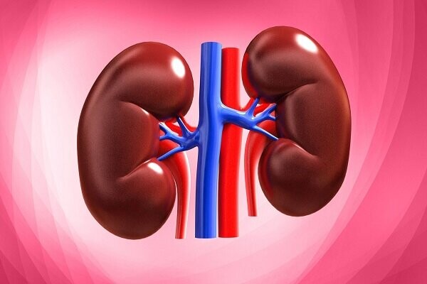 نسخه جادویی طب ایرانی برای حفاظت از کبد و کلیه کبد و کلیه