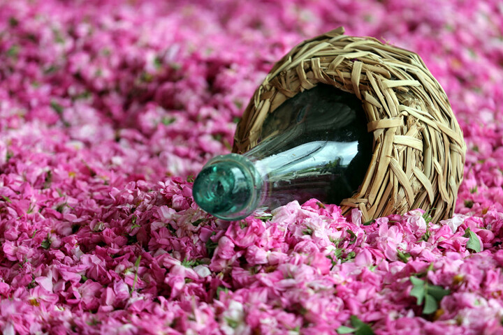 گل محمدی