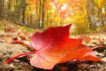 ۴ تاثیر فصل پاییز بر بدن انسان