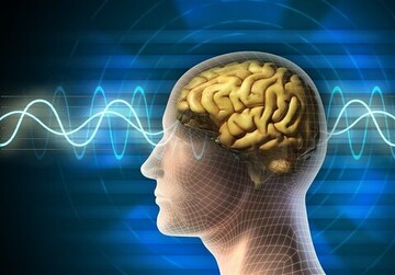 آیا کار زیاد مغز را تغییر می‌دهد؟ نگاهی به یافته‌های جدید علمی