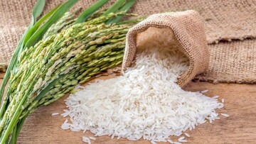 تولید برنج با معیشت مردم تناسب ندارد