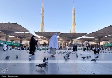 حال و هوای مسجدالنبی در ایام حج
