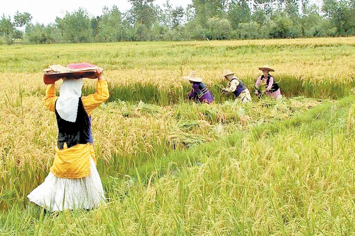 زنان و رسانهها دو رکن اساسی برای عبور از بحرانهای کشاورزی هستند زنان