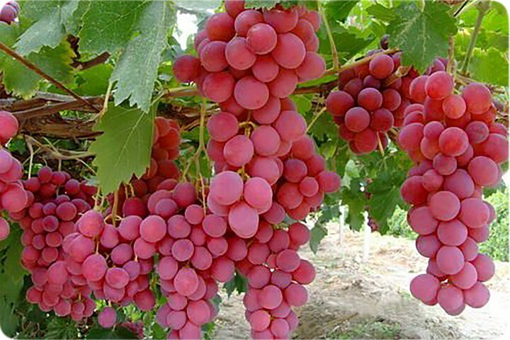میوه بهشتی برای سلامت قلب و مغز