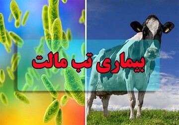 شناسایی ۴۷۷ مورد ابتلا به تب مالت در یزد