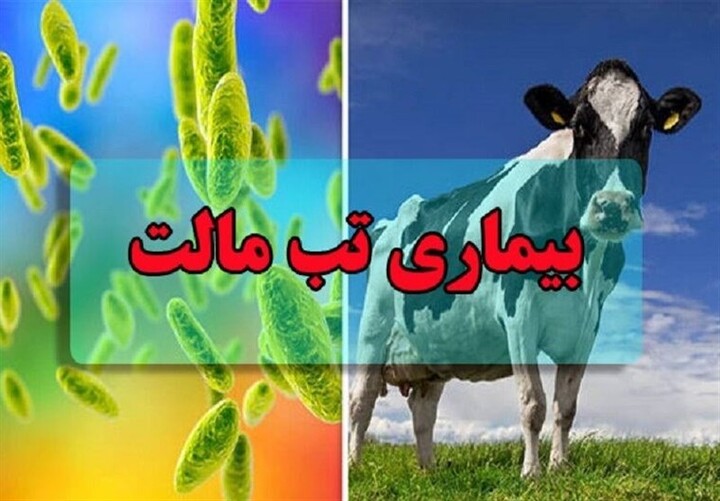 شناسایی ۴۷۷ مورد ابتلا به تب مالت در یزد
