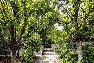 ماجرای جابجایی درختان در منطقه ۱۴ تهران برای ساخت بزرگراه