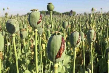 کاهش منابع خشخاش تهدیدی برای داروسازی ایران