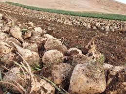 رشد ۲۰ برابری کشت پاییزه چغندرقند در کشور