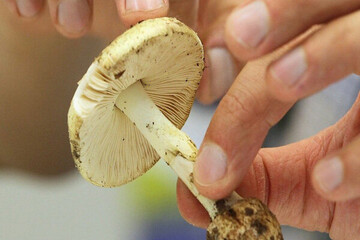 قارچ‌های روییده در طبیعت؛ زیبایی خطرناک پاییز و زمستان