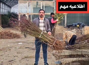 خرید انواع نهال میوه با بالاترین کیفیت از نهالستان سالم نهال