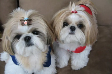 سایه سنگینِ «حیوانات خانگی» بر گهواره‌های خالی