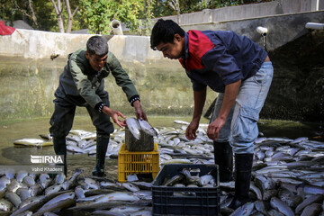 طرحی ساده برای جلوگیری از مهاجرت خانواده‌های روستایی؛ پرورش ماهی در حیاط خانه