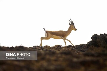 800 راس جبیر در پارک ملی کویر