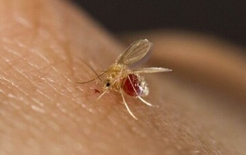 ابتلای ۴۸۰۰ نفر به سالک در سال جاری/ کاهش ابتلا به بیماری طی ۲ دهه گذشته