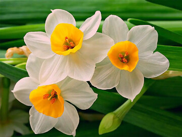 واپسین روزهای زمستان و عطر دل‌انگیز نرگس‌ها