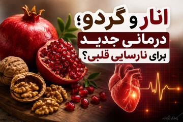 انار و گردو؛ درمانی جدید برای نارسایی قلبی؟